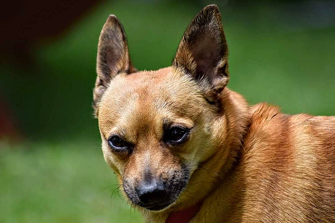 Julio joined the competition — help win amazing prizes! ancient_dog_breeds, canidae, carnivore, chihuahua, dog, dog_breed, fawn, mammal, new_guinea_singing_dog, plant, snout, vertebrate, whiskers, wildlife