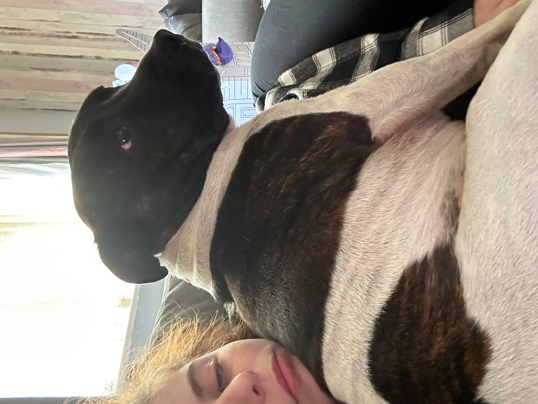 Bear joined the competition — help win amazing prizes! canidae, cap, carnivore, comfort, companion_dog, dog, dog_breed, ear, fashion_accessory, fawn, fur, guard_dog, human_leg, selfie, snout, sporting_group, sunglasses, tree, whiskers, working_animal