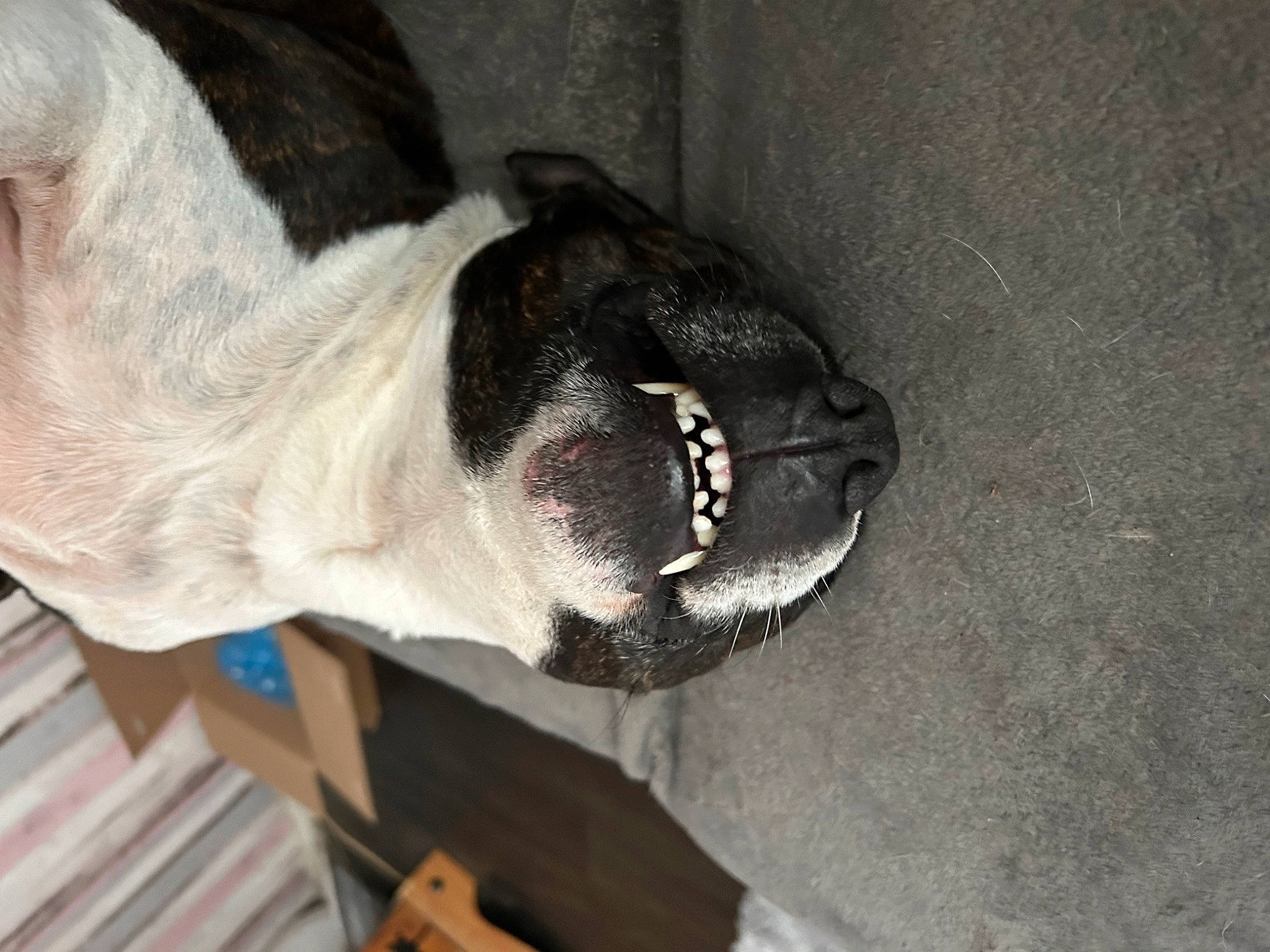 Bear is registered to the contest to win money with this photo: canidae, carnivore, collar, comfort, companion_dog, dog, dog_breed, ear, fawn, flooring, fur, grey, non_sporting_group, pet_supply, snout, sporting_group, tail, whiskers, working_animal