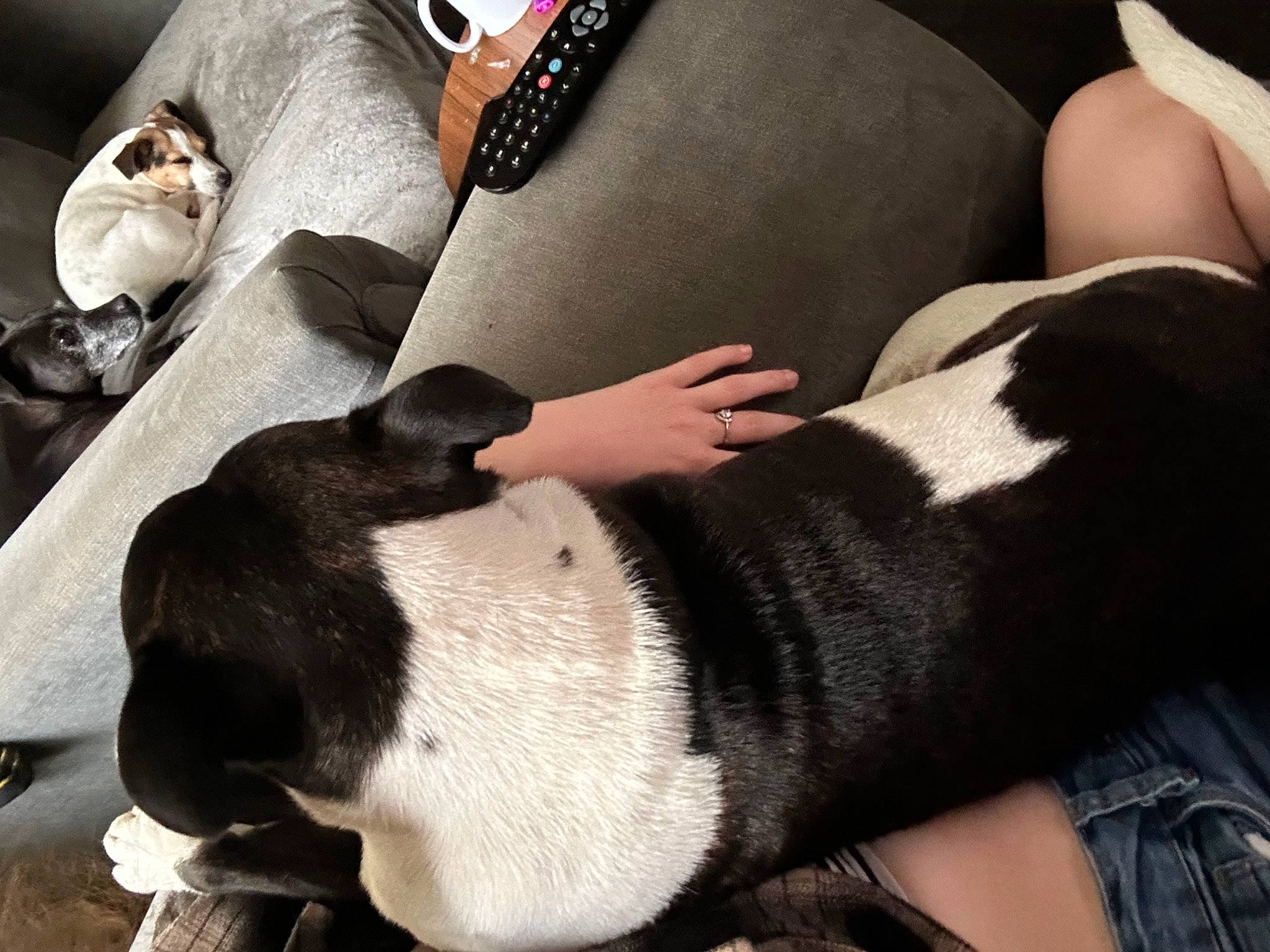 Bear joined the competition — help win amazing prizes! carnivore, comfort, companion_dog, dog, dog_breed, elbow, foot, fur, human_leg, knee, lap, nail, nap, non_sporting_group, pattern, photography, sitting, thigh, wrist