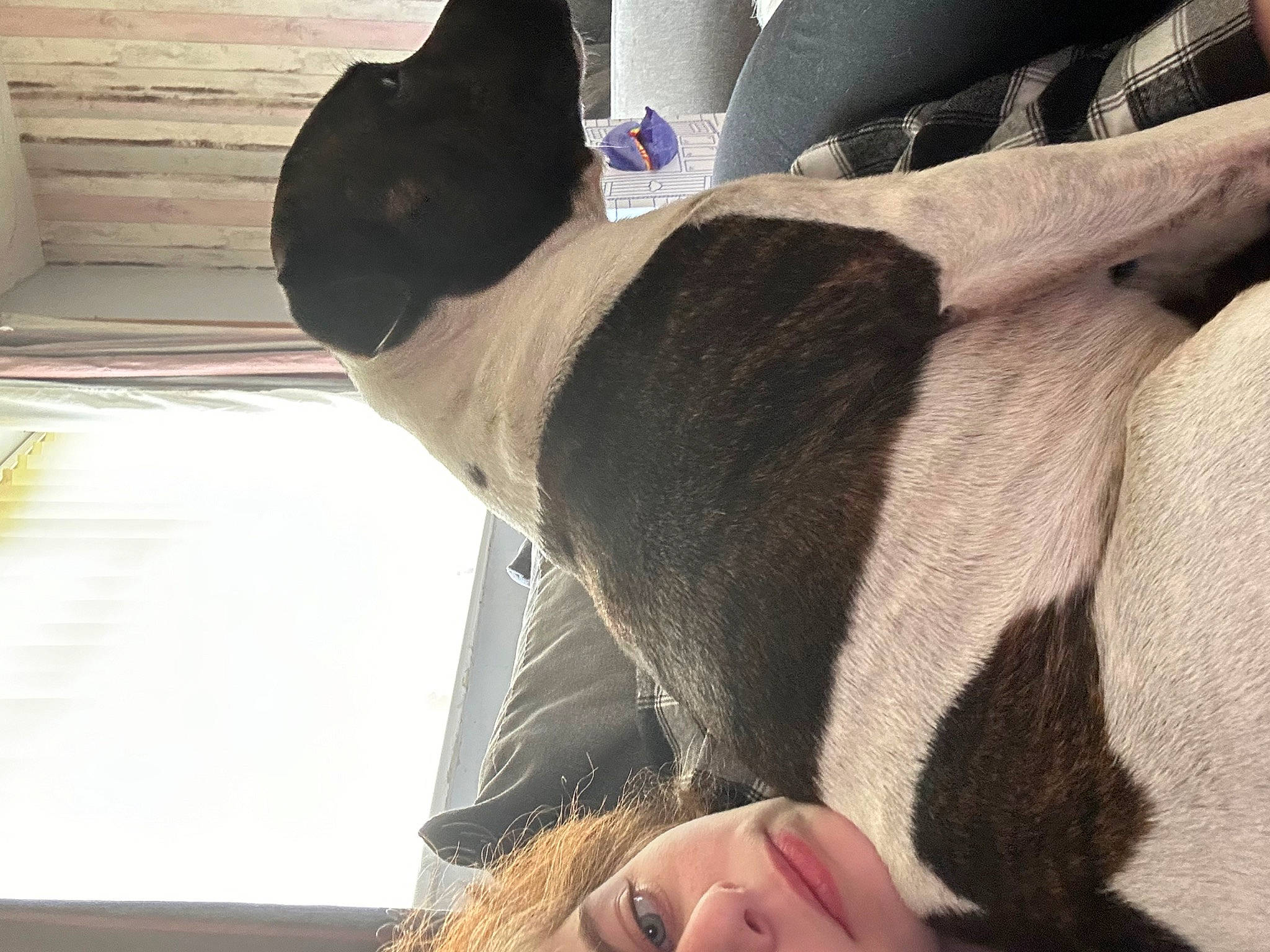 Bear joined the competition — help win amazing prizes! canidae, carnivore, collar, comfort, companion_dog, dog, dog_breed, dog_collar, fashion_accessory, fawn, felidae, foot, fur, human_leg, linens, small_to_medium_sized_cats, snout, sporting_group, tail, whiskers