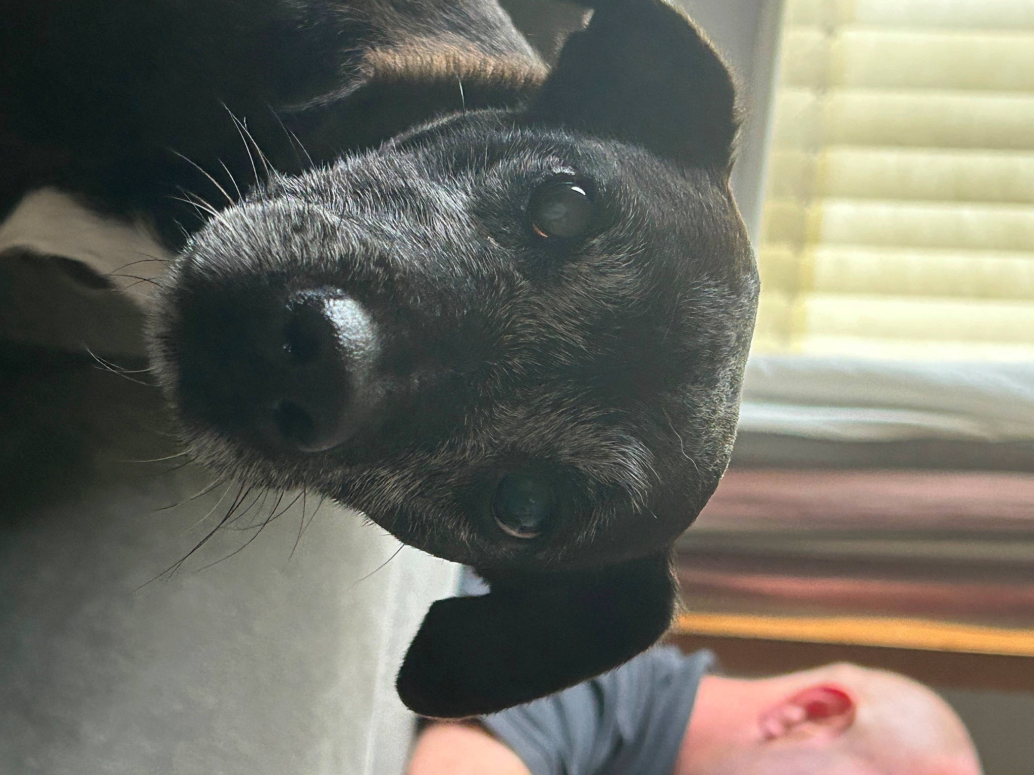 Shadow is registered to the contest to win money with this photo: carnivore, close_up, comfort, companion_dog, dog, dog_breed, ear, fur, happy, metal, non_sporting_group, paw, selfie, snout, sporting_group, terrestrial_animal, toy_dog, whiskers, working_animal