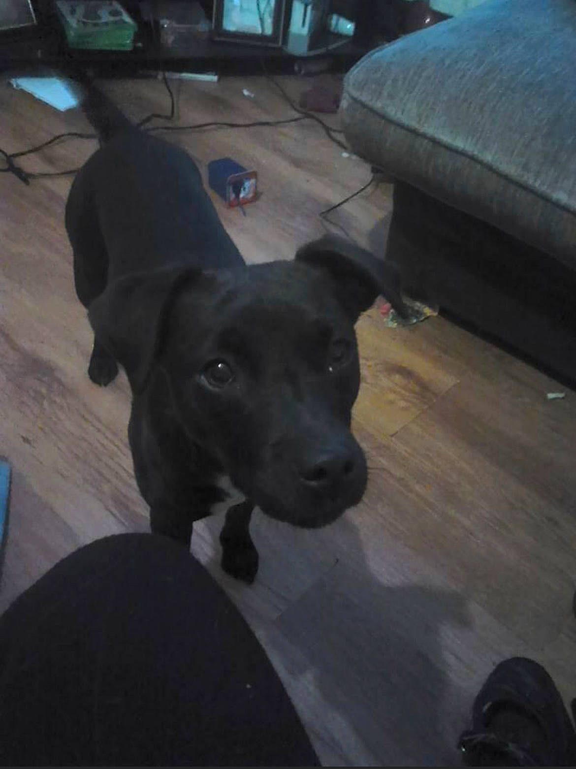 Shadow is registered to the contest to win money with this photo: borador, canidae, carnivore, collar, comfort, companion_dog, dog, dog_breed, dog_collar, floor, flooring, guard_dog, gun_dog, hardwood, non_sporting_group, snout, sporting_group, windshield, wood, working_animal