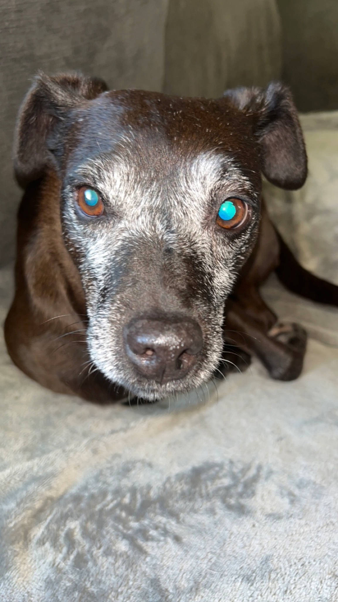 Shadow is registered to the contest to win money with this photo: borador, canidae, carnivore, companion_dog, dog, dog_breed, fawn, fur, liver, non_sporting_group, puppy, snout, sporting_group, terrestrial_animal, whiskers, working_animal