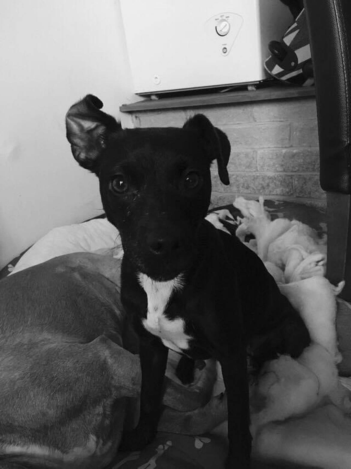 Shadow joined the competition — help win amazing prizes! canidae, carnivore, collar, comfort, companion_dog, dog, dog_breed, dog_collar, fur, guard_dog, monochrome, monochrome_photography, non_sporting_group, snout, sporting_group, style, terrestrial_animal, toy_dog, whiskers, working_animal