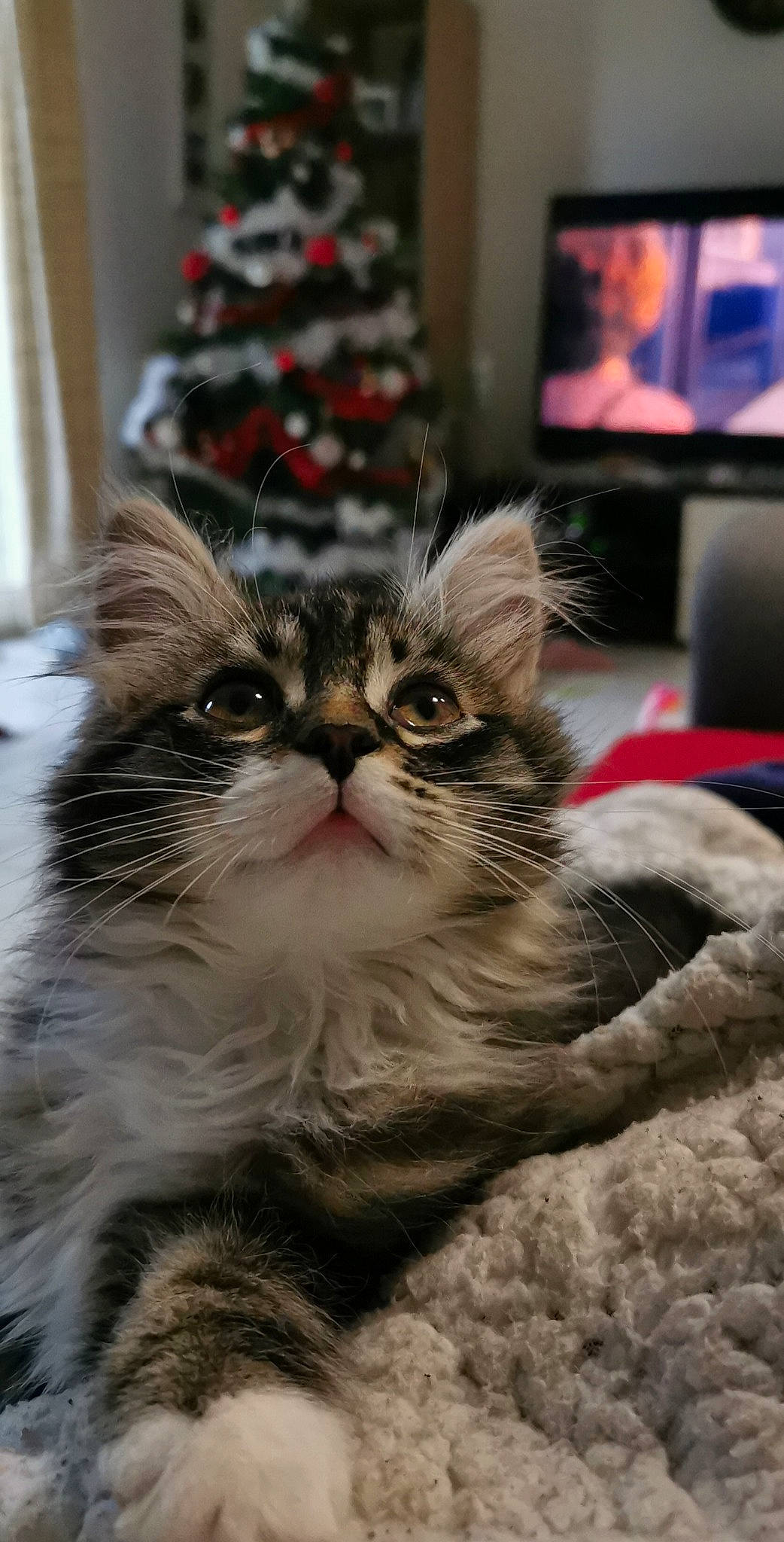 Ninha a rejoint le concours — aidez-le/la à gagner de superbes lots ! cable_television, carnivore, cat, christmas, display_device, domestic_short_haired_cat, event, fawn, felidae, fur, holiday, led_backlit_lcd_display, paw, picture_frame, plant, small_to_medium_sized_cats, snout, television, whiskers, wood