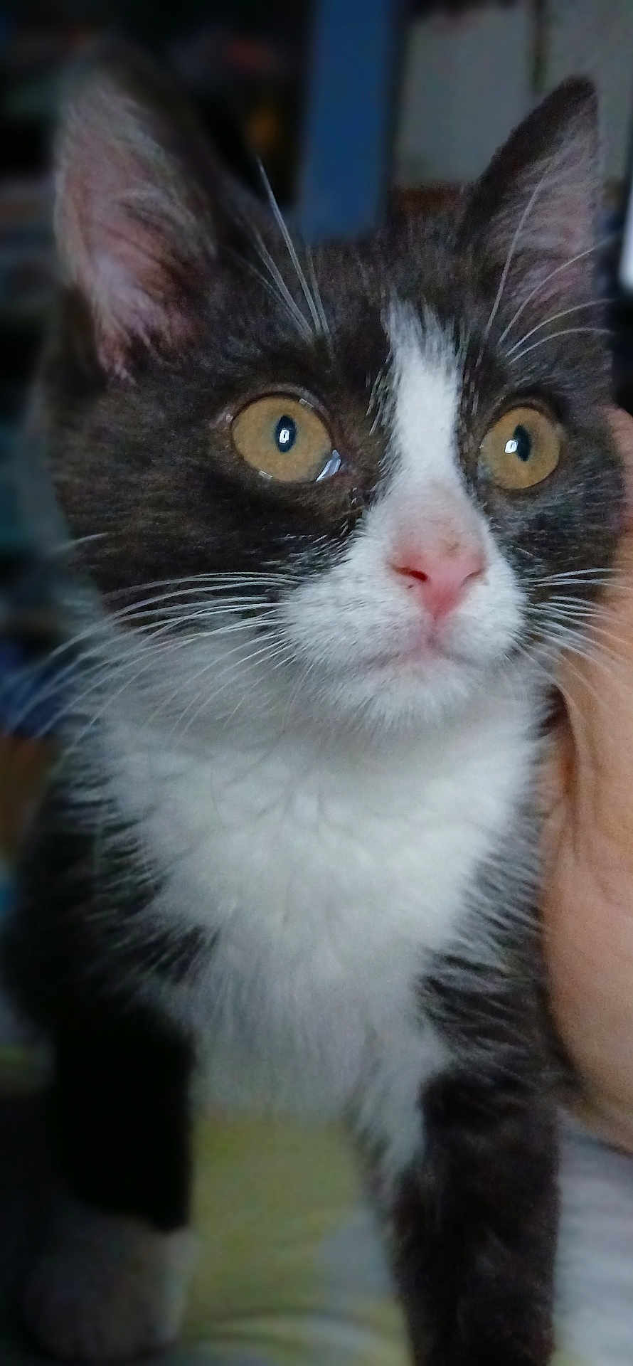 Kleo