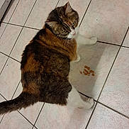 Moumoune participe au concours pour gagner de l'argent avec cette photo : cat, calico_cat, pet, animal, floor, tile_floor, food, cat_food, indoor, curious, feline, whiskers, tail, paw, looking_up, domestic_cat, fur, home, cute, companion