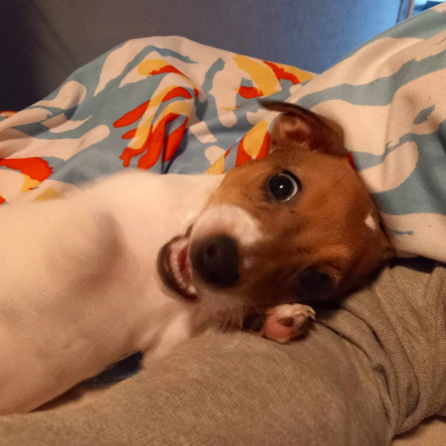Nala