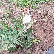 Nala a rejoint le concours — aidez-le/la à gagner de superbes lots ! dog, fern, greenery, soil, outdoor, garden, plant, nature, curious, small_dog, brown, white, pet, animal, grass, earth, leaf, looking_up, young_dog, alert