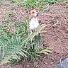 dog, fern, greenery, soil, outdoor, garden, plant, nature, curious, small_dog, brown, white, pet, animal, grass, earth, leaf, looking_up, young_dog, alert