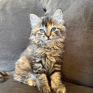 Clover is registered to the contest to win money with this photo: kitten, cat, fluffy, fur, blue_eyes, sitting, couch, indoor, pet, animal, cute, feline, young, tabby, striped, whiskers, ears, soft, domestic, relaxed