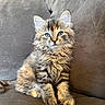 kitten, cat, fluffy, fur, blue_eyes, sitting, couch, indoor, pet, animal, cute, feline, young, tabby, striped, whiskers, ears, soft, domestic, relaxed