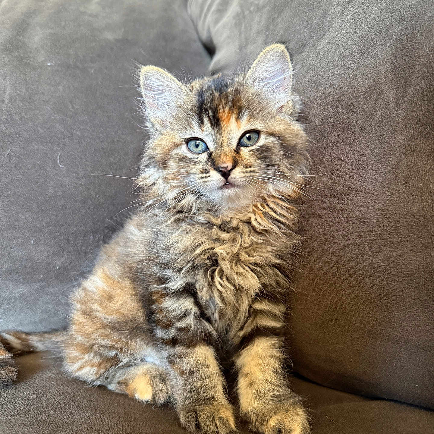 Clover is registered to the contest to win money with this photo: kitten, cat, fluffy, fur, blue_eyes, sitting, couch, indoor, pet, animal, cute, feline, young, tabby, striped, whiskers, ears, soft, domestic, relaxed