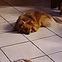 Schanelle a rejoint le concours — aidez-le/la à gagner de superbes lots ! animal, brown_fur, companion, cute, dog, domestic_animal, floor, fluffy, furniture_leg, home, indoor, living_room, lying_down, mammal, pet_toy, quiet, relaxed, resting, soft_toy, tile_floor