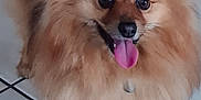 Schanelle participe au concours pour gagner de l'argent avec cette photo : animal, companion, cute, dog, domestic_animal, eyes, fluffy, friendly, fur, happy, indoor, mammal, nose, pet, pomeranian, small_dog, smiling, standing, tile_floor, tongue_out