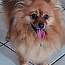 animal, companion, cute, dog, domestic_animal, eyes, fluffy, friendly, fur, happy, indoor, mammal, nose, pet, pomeranian, small_dog, smiling, standing, tile_floor, tongue_out