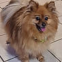 Schanelle a rejoint le concours — aidez-le/la à gagner de superbes lots ! animal, collar, companion, cute, dog, domestic, ears, floor, fluffy, fur, happy, indoor, mammal, pet, pomeranian, small_dog, standing, tail, tile, tongue_out