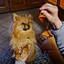 animal, attention, blurred, brown_dog, companion, cozy, cute, dog, fur, hand, household, indoor, loyal, pet, small_dog, sweater, tile_floor, treat, waiting, wooden_furniture