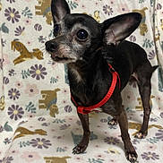 Carlos is registered to the contest to win money with this photo: alert, animal, black_dog, blanket, canine, companion, cute, dog, dog_pattern, domestic, ears, floral_pattern, fur, indoor, pattern, paw, pet, red_harness, small_dog, standing