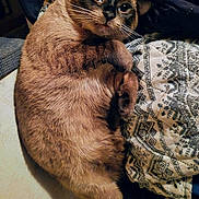 Panda is registered to the contest to win money with this photo: animal, bed, bedspread, blanket, blue_eyes, brown_fur, cat, close_up, dark_mask, feline, indoors, lying_down, patterned_fabric, pet, pointed_ears, portrait, relaxed, siamese_cat, sitting, whiskers