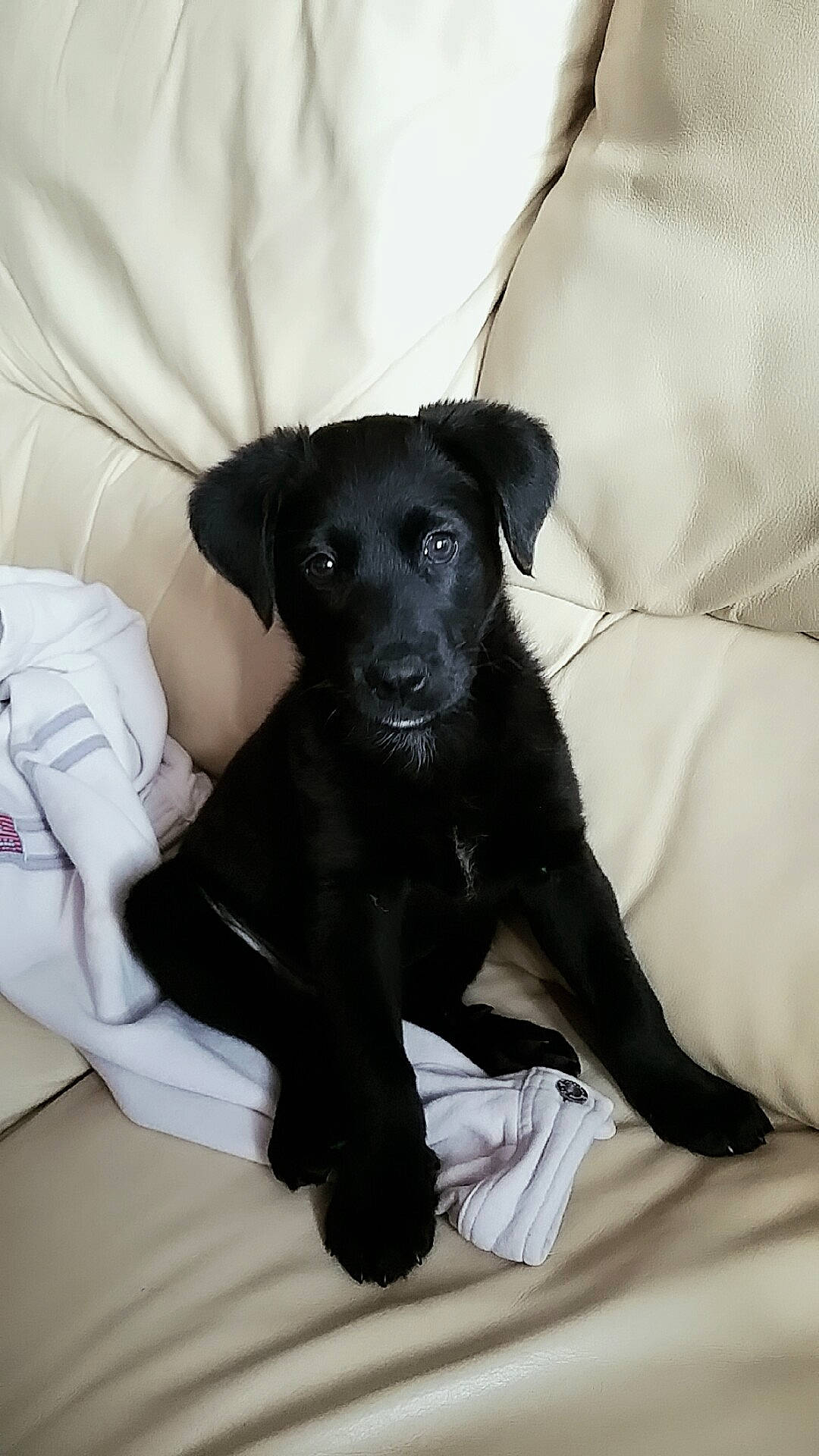 Maya a rejoint le concours — aidez-le/la à gagner de superbes lots ! borador, carnivore, comfort, companion_dog, dog, dog_breed, fur, grey, guard_dog, linens, paw, sporting_group, toy_dog, whiskers, working_animal