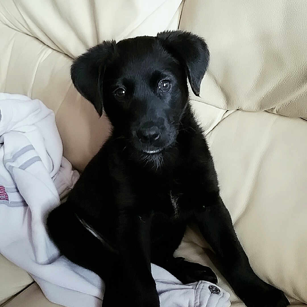 Maya