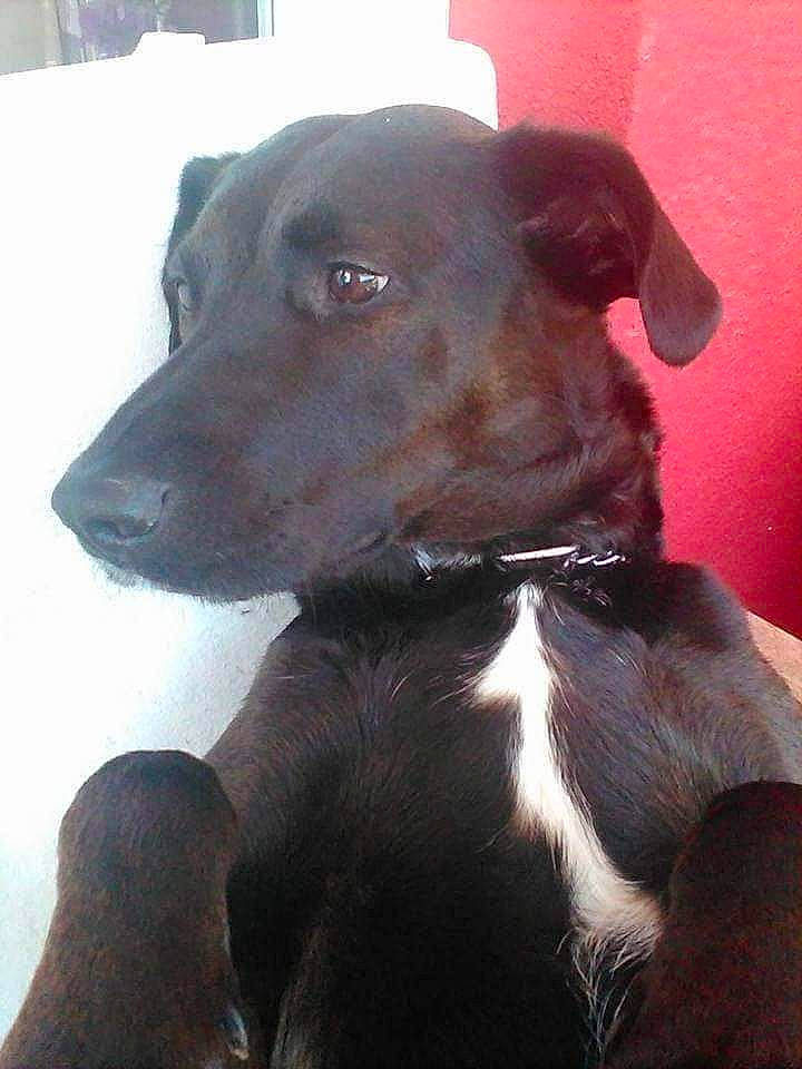 Cybelle a rejoint le concours — aidez-le/la à gagner de superbes lots ! borador, canidae, carnivore, collar, companion_dog, dog, dog_breed, dog_collar, ear, fawn, fur, guard_dog, gun_dog, hunting_dog, liver, pet_supply, snout, sporting_group, whiskers, working_animal