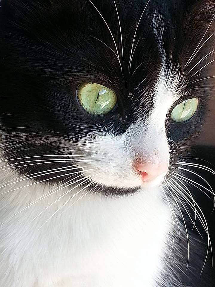 Nanou Dit Ppoupette a rejoint le concours — aidez-le/la à gagner de superbes lots ! carnivore, cat, domestic_short_haired_cat, felidae, fur, iris, monochrome_photography, small_to_medium_sized_cats, snout, tail, terrestrial_animal, whiskers, window