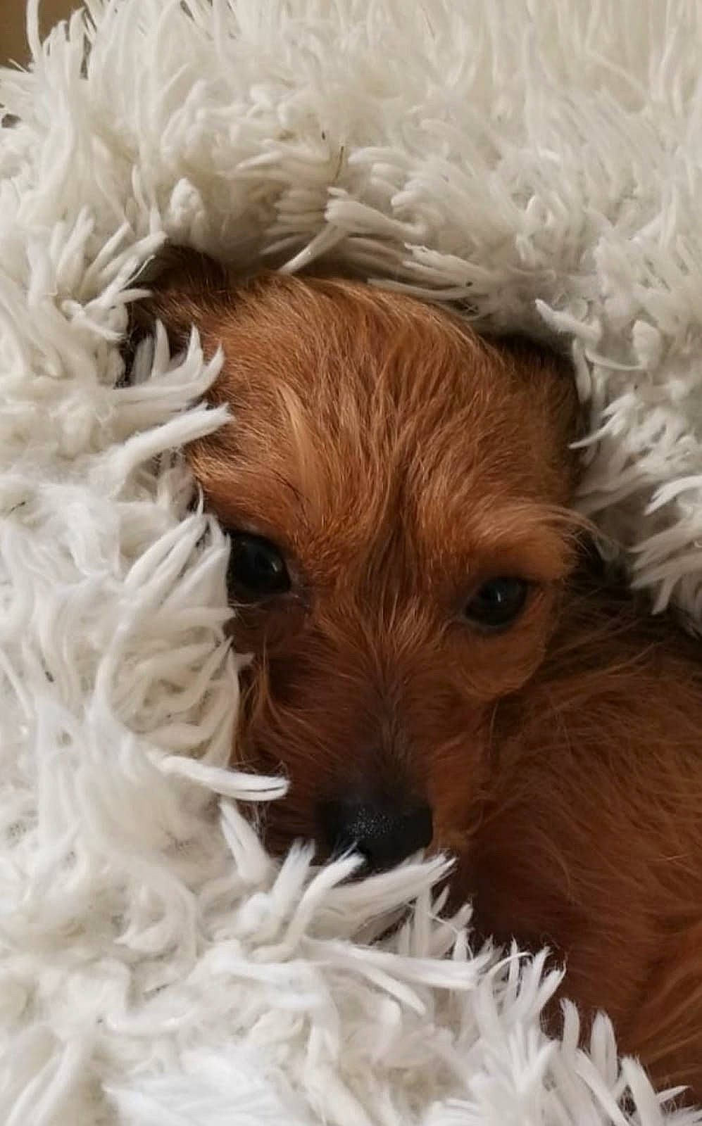 Isy participe au concours pour gagner de l'argent avec cette photo : brown, canidae, carnivore, companion_dog, dog, dog_breed, fawn, fur, liver, mammal, natural_material, pet_supply, snout, sporting_group, terrestrial_animal, toy, toy_dog, water_dog, working_animal, wrinkle