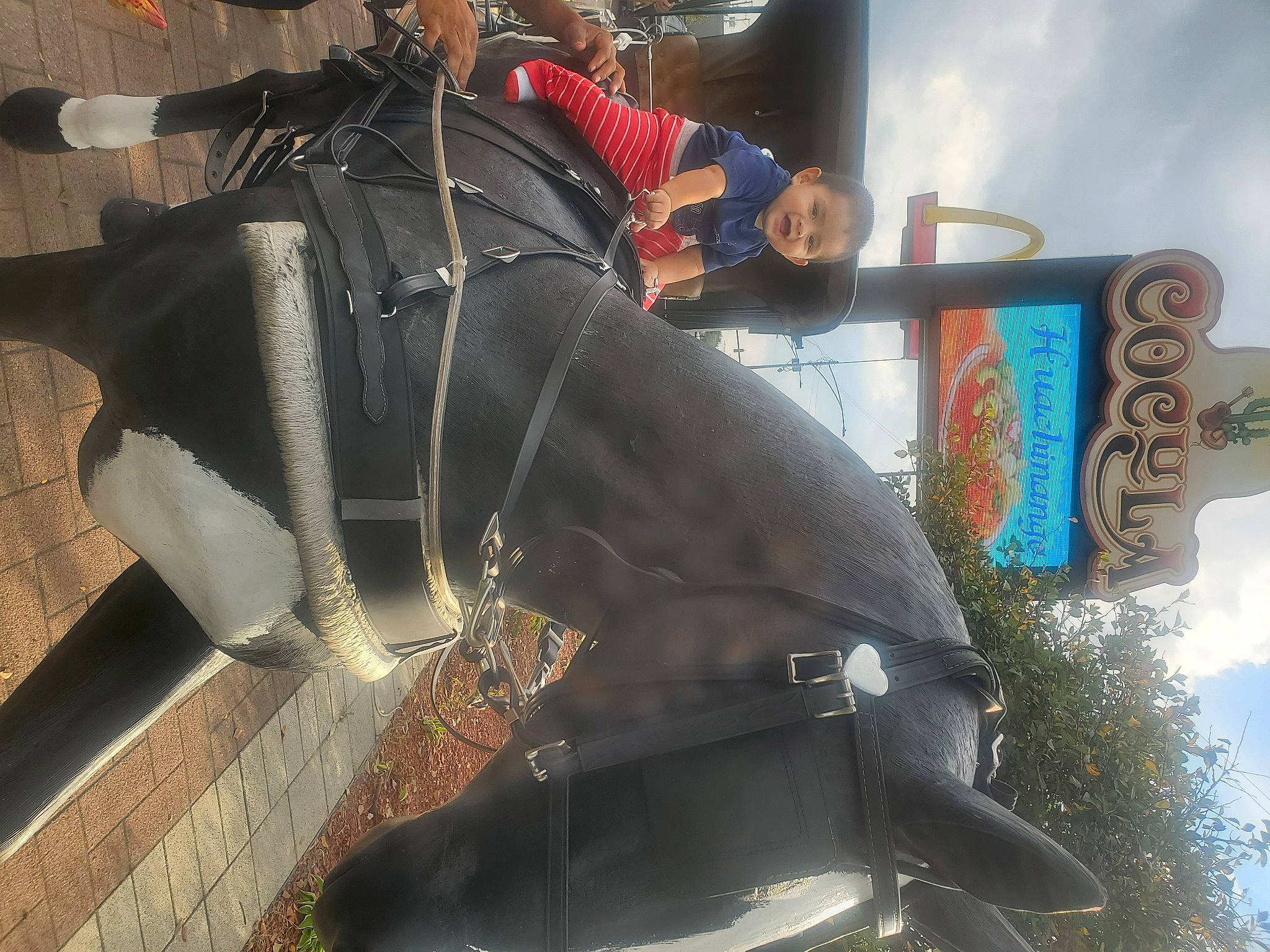 Armando is registered to the contest to win money with this photo: armour, art, backpack, bridle, cloud, horse_tack, leather, marine_mammal, metal, person, personal_protective_equipment, recreation, sculpture, sky, traffic_light, tree, working_animal