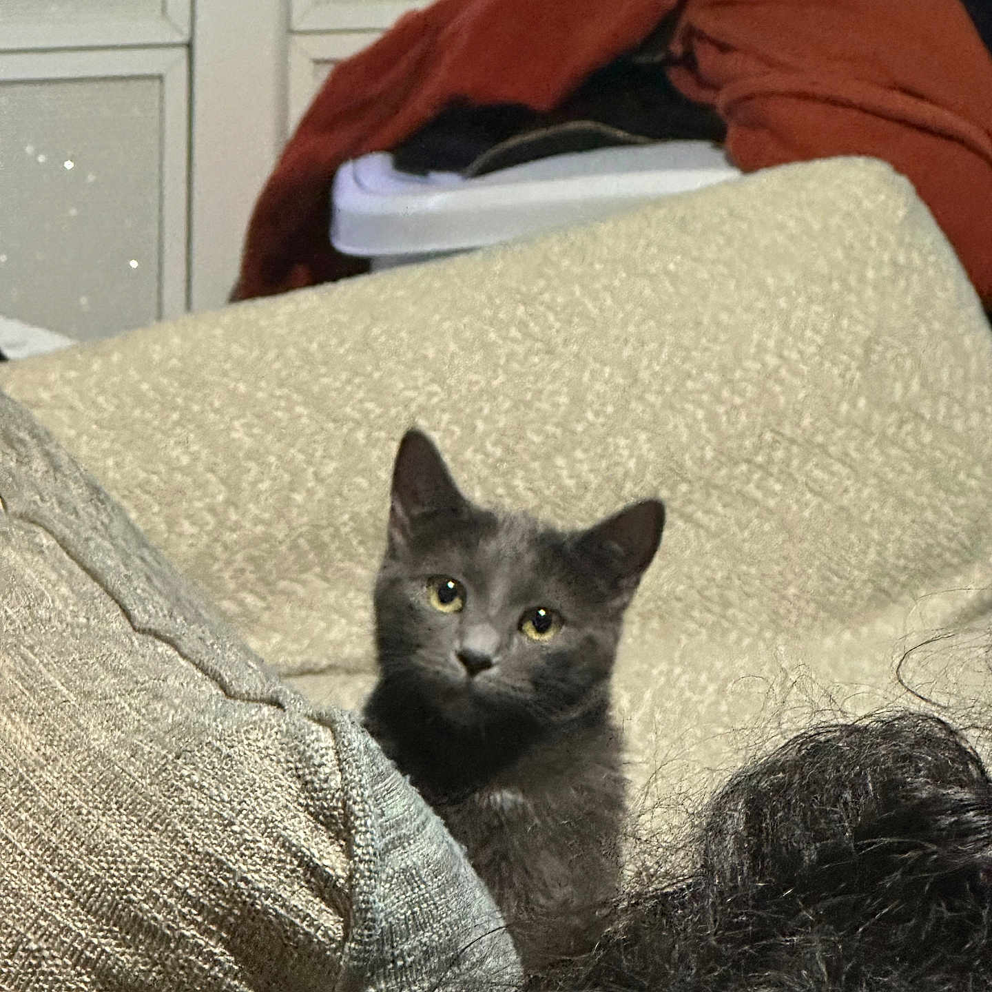 Pepper is registered to the contest to win money with this photo: animal, background, blanket, casual, clothing, cozy, curious, face, furniture, gray_cat, hair, home, indoors, kitten, person, pet, pile, resting, soft, texture