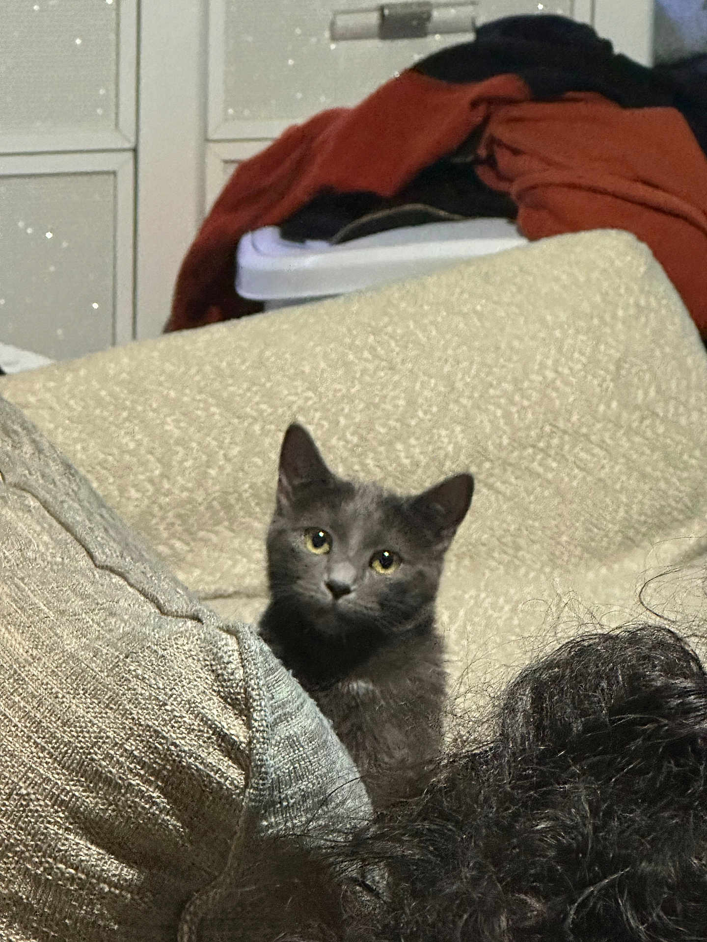 Pepper