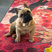 Upper a rejoint le concours — aidez-le/la à gagner de superbes lots ! dog, french_bulldog, pet, indoor, rug, colorful, toy, curious, tile_floor, animal, sitting, cute, head_tilt, brown_dog, small_dog, companion, domestic, playful, portrait, friendly