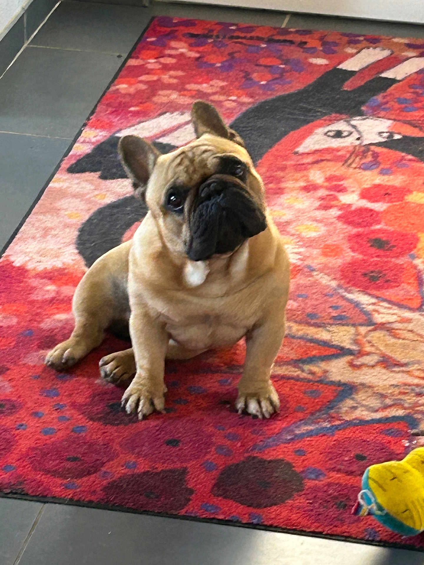 Upper a rejoint le concours — aidez-le/la à gagner de superbes lots ! dog, french_bulldog, pet, indoor, rug, colorful, toy, curious, tile_floor, animal, sitting, cute, head_tilt, brown_dog, small_dog, companion, domestic, playful, portrait, friendly