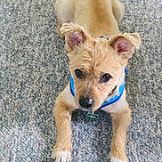 Simon joined the competition — help win amazing prizes! dog, puppy, tan, blue_harness, carpet, indoor, pet, animal, cute, small_dog, lying_down, ears_up, looking_up, floor, wooden_chair_leg, domestic_animal, playful, young_dog, canine, companion