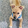dog, puppy, tan, blue_harness, carpet, indoor, pet, animal, cute, small_dog, lying_down, ears_up, looking_up, floor, wooden_chair_leg, domestic_animal, playful, young_dog, canine, companion