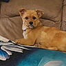 Simon is registered to the contest to win money with this photo: dog, small_dog, brown_fur, fluffy, pet, animal, couch, blanket, indoor, relaxed, resting, looking_at_camera, ears_up, cute, companion, furniture, home, domestic_animal, portrait, mammal