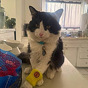 Sushi is registered to the contest to win money with this photo: cat, black_and_white_cat, feline, pet, indoor, kitchen, countertop, collar, id_tag, toy, basket, bowl, paws, whiskers, ears, sunlight, curtains, portrait, sitting, close_up