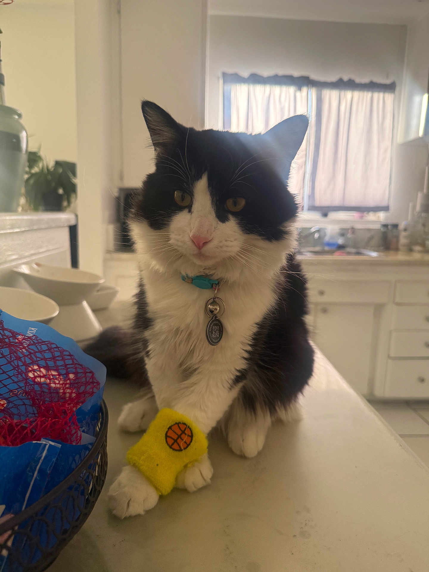 Sushi is registered to the contest to win money with this photo: cat, black_and_white_cat, feline, pet, indoor, kitchen, countertop, collar, id_tag, toy, basket, bowl, paws, whiskers, ears, sunlight, curtains, portrait, sitting, close_up