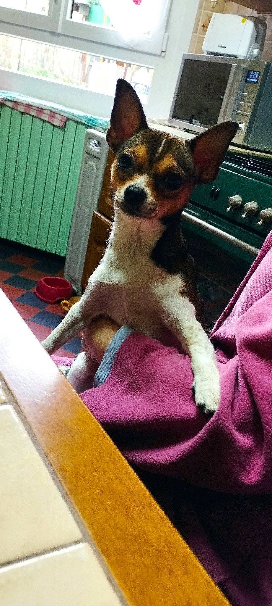 Tina a rejoint le concours — aidez-le/la à gagner de superbes lots ! carnivore, chihuahua, comfort, companion_dog, computer_keyboard, corgi_chihuahua, dog, dog_breed, dog_supply, door, fawn, fur, green, magenta, paw, terrestrial_animal, toy_dog, whiskers, wood, working_animal