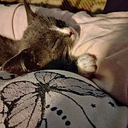Princess joined the competition — help win amazing prizes! cat, sleeping, kitten, blanket, paw, fur, cozy, indoors, resting, closeup, cute, animal, pet, soft, comfort, relaxation, warm, pattern, textile, nap