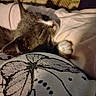cat, sleeping, kitten, blanket, paw, fur, cozy, indoors, resting, closeup, cute, animal, pet, soft, comfort, relaxation, warm, pattern, textile, nap