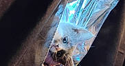 Princess joined the competition — help win amazing prizes! cat, curious, peeking, curtain, indoor, reflective_surface, blue_light, ears, eyes, feline, cozy, hidden, soft_texture, shadow, closeup, pet, animal, whiskers, face, playful
