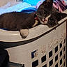 Princess joined the competition — help win amazing prizes! cat, kitten, laundry_basket, blanket, clothing, indoor, pet, resting, gray_cat, white_paw, cute, curious, feline, cozy, soft_texture, domestic_animal, household, relaxed, paw, collar