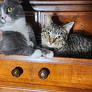 Boop joined the competition — help win amazing prizes! cat, cats, drawer, wooden_furniture, gray_cat, tabby_cat, yellow_eyes, pets, indoor, relaxed, curious, feline, whiskers, paws, closeup, domestic_animal, resting, sitting, household, wood_texture