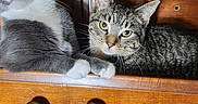 Boop joined the competition — help win amazing prizes! cat, cats, closeup, curious, domestic_animal, drawer, feline, gray_cat, household, indoor, paws, pets, relaxed, resting, sitting, tabby_cat, whiskers, wood_texture, wooden_furniture, yellow_eyes