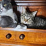 cat, cats, drawer, wooden_furniture, gray_cat, tabby_cat, yellow_eyes, pets, indoor, relaxed, curious, feline, whiskers, paws, closeup, domestic_animal, resting, sitting, household, wood_texture