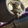 animal, brick_wall, cat, cat_tree, cozy, curiosity, ears, furniture, house, indoor, looking_up, pet, plush, relaxed, resting, rope, soft_light, tabby_cat, whiskers, window