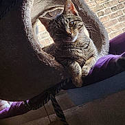 Boop is registered to the contest to win money with this photo: animal, brick_wall, cat, cat_bed, cozy, curious, cute, ears, feline, fur, house_pet, indoor, looking, paws, pet, portrait, relaxed, resting, tabby, whiskers